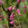 Flowers of Penstemon pseudospectabilis