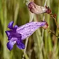 Flowers of Penstemon stenophyllus