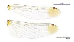 Female wings