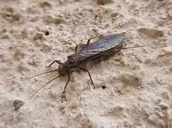 A long, slender black insect crawling
