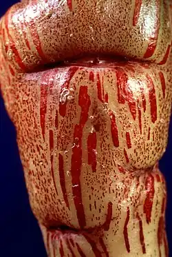 Tuber colored as if bleeding blood