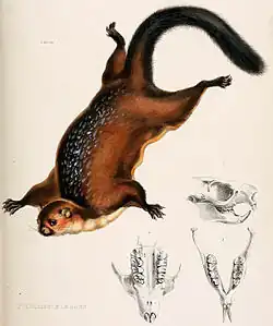 Brown and gray squirrel