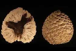 Jurassic Petrified cone of Araucaria sp. from Patagonia, Argentina.