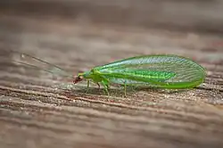 Peyerimhoffina gracilis