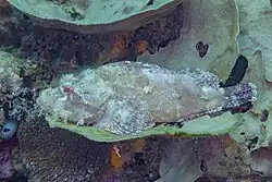 Side view of S. oxycephala