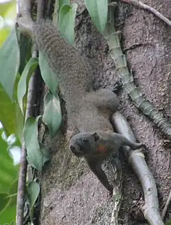 Gray squirrel