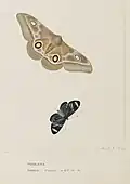 Phalaena and Papilio Tritonia by Ann Lee