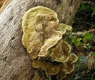 Phellinus gilvus