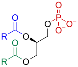 Phosphatidate