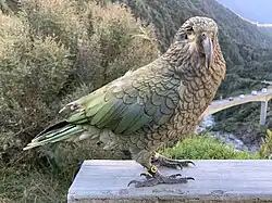 Photo showing an adult kea with a single eye on the railing looking over Otira Viaduct