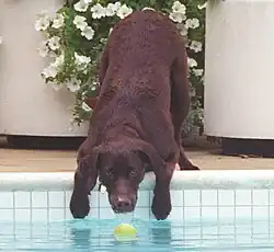 Buddy reaching for a ball in the pool in 1998