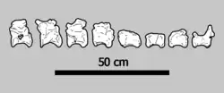 Eight illustrated tail vertebrae laid out in a row, with a 50cm scale bar below them