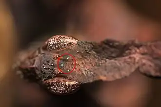 Female ghost mantis, ocellus