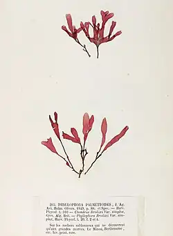 A specimen of Phyllophora sicula