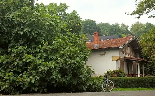 Common fig (Ficus carica)