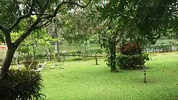 Pilikula Botanical Garden - Ducks taking rest
