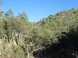 Pine forest in the Santa Catalina Mountains