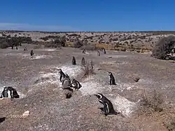 Penguin population near the coast.