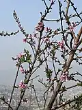 Delicate pink peach blossoms bloom vibrantly against clear spring sky.