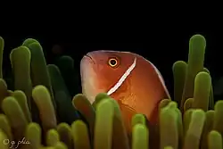 Pink anemonefish at Wakatobi National Park, Indonesia