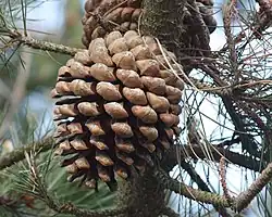 Pinus radiata female cone