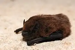 The type of bat that Lister experimented on