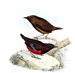 Adult and immature