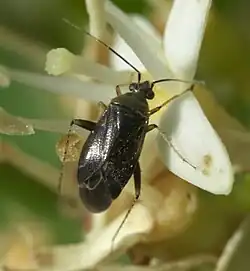 Plagiognathus politus