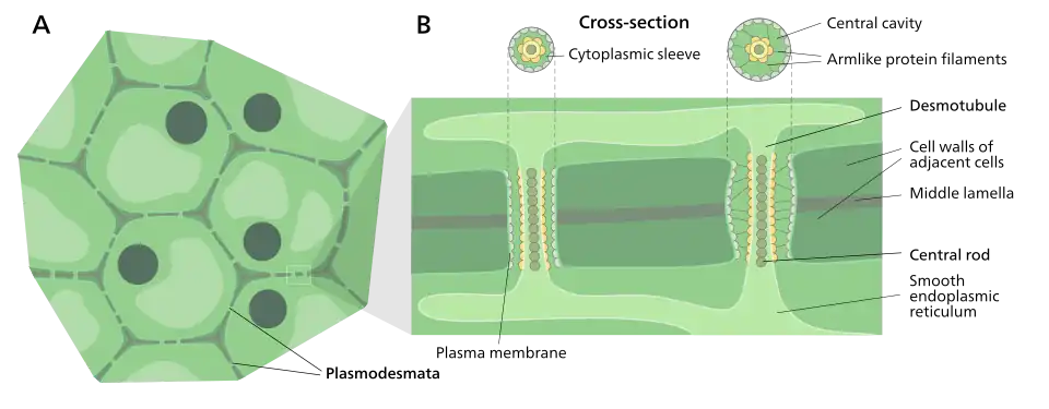 Structure of plasmodesmata and their location within plant cells