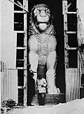 The imposing size of the lion in an early picture following its restoration