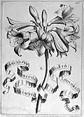 Narcissus indicus Liliaceus diluto colore purpurascens from Flora, seu de florum cultura (1646)