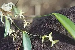 A small green plant with a few leaves lying on the ground, above a layer of soil