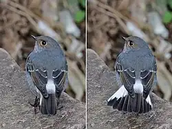 female, showing tail flick