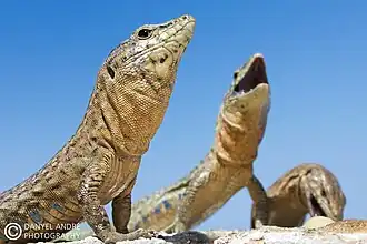 Endemic lizard of Dragonera (Podarcis lilfordi)