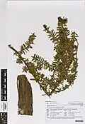 Herbarium specimen
