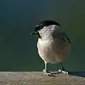 Marsh tit.