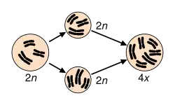 Image 26Speciation via polyploidy: A diploid cell undergoes failed meiosis, producing diploid gametes, which self-fertilize to produce a tetraploid zygote. In plants, this can effectively be a new species, reproductively isolated from its parents, and able to reproduce. (from Speciation)