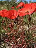 Red form found in the Darling area, in Namaqualand
