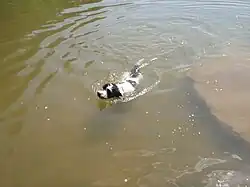 Modern Portuguese Water Dogs are agile swimmers.