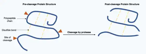 Two polypeptide chain, one chain is intact with three arrows indicating sites of protease cleavage on the chain and intermolecular disulphide bonds. The second chain is in three pieces connected by disulphide bonds.