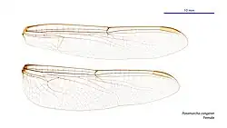 Female wings