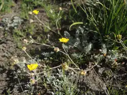 P. breweri in the wild