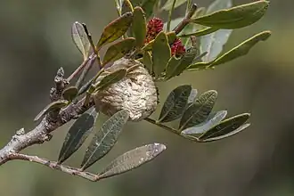 Praying mantis (Mantis religiosa)