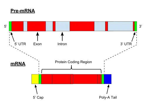 Pre-mRNA is spliced to form of mature mRNA.