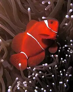 Female at East Timor showing the narrower body bars and maroon color