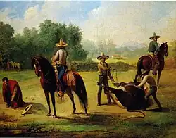 Bull roped by the head and its hind legs, ready to be mounted and ridden.