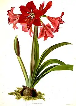 Hippeastrum ×johnsonii by Priscilla Susan Bury