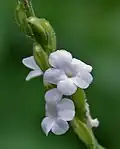 Priva cordifolia syn Priva leptostachya in Talakona forest, in Chittoor District of Andhra Pradesh, India.