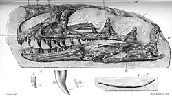 Black and white shaded illustration of the holotype Proceratosaurus fossil