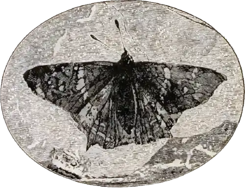 Image 21Prodryas persephone, a Late Eocene butterfly (from Mutation)